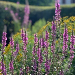 Meet your Posher, Denia